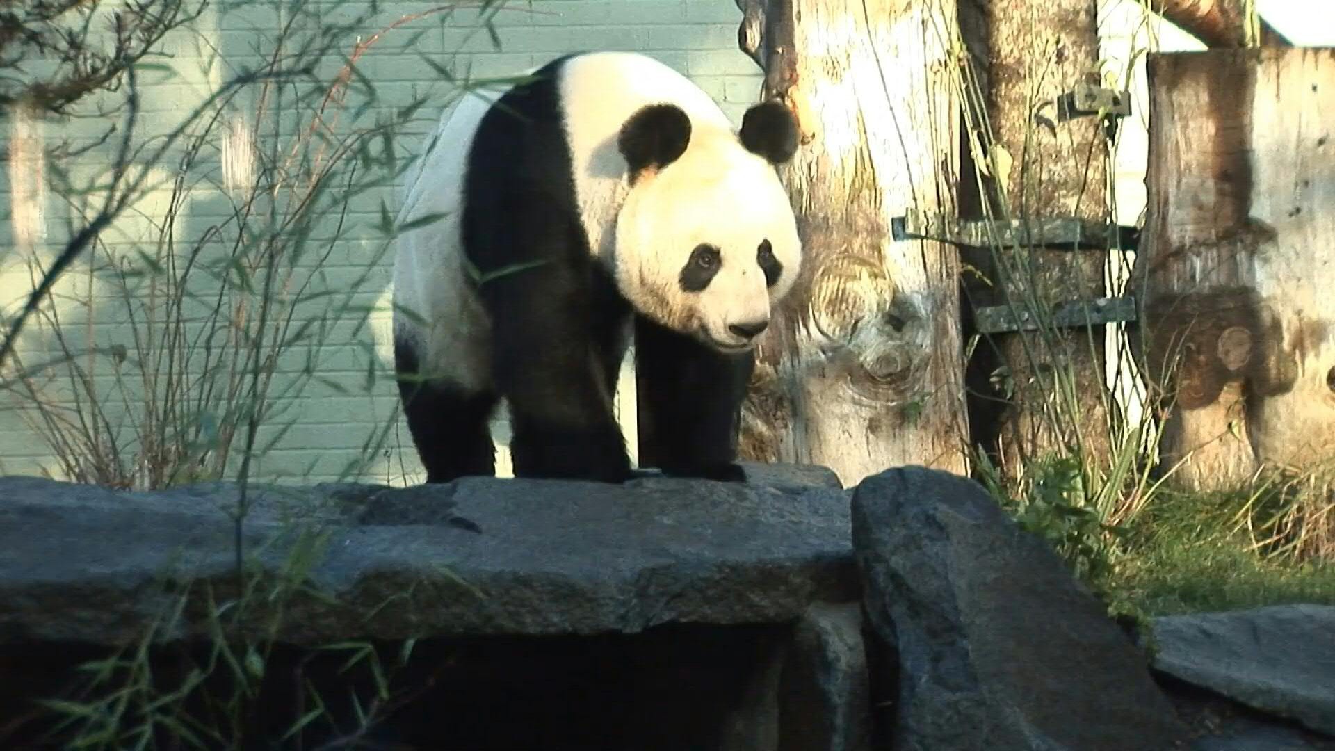 Deux pandas géants quittent l'Ecosse pour retourner en Chine