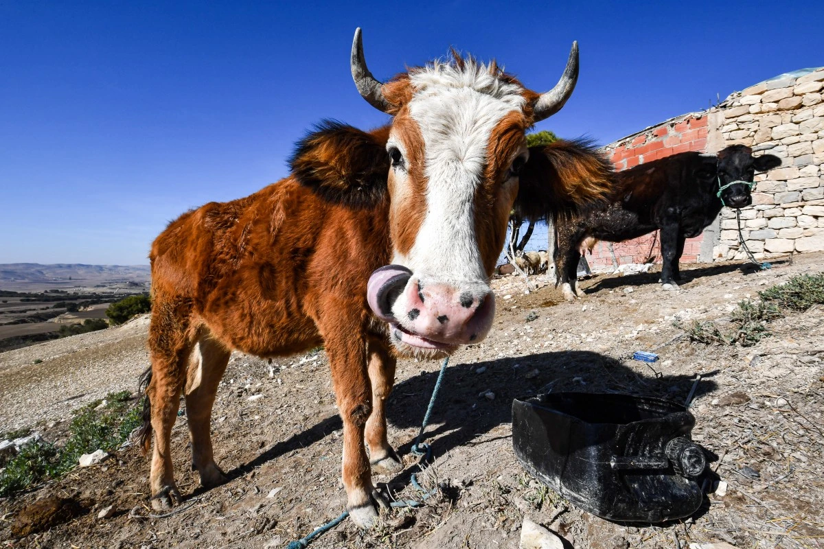 En Tunisie, un village assoiffé par le changement climatique