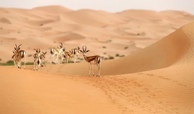 «Horizon Saudi Arabia» sur Netflix en janvier