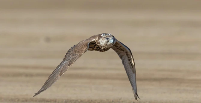 AlUla Falcons Cup démarre avec un prix de 16 millions de dollars