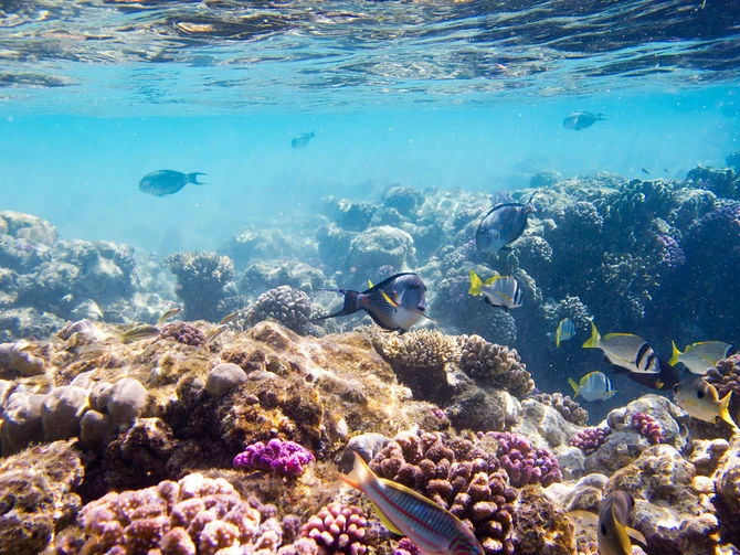 Le total de la pêche marine en Arabie saoudite atteint 64 000 tonnes selon GASTAT