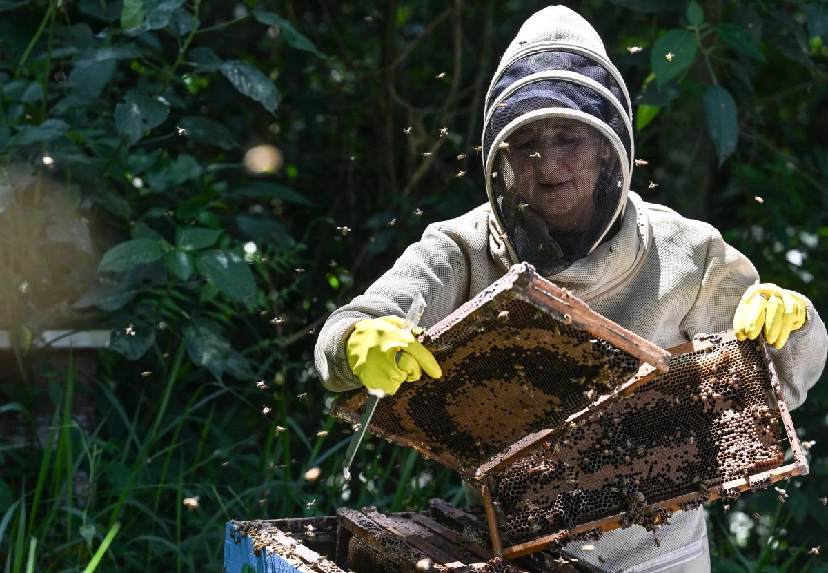 Colombie: Du bois illégal transformé en ruches pour lutter contre la disparition des abeilles