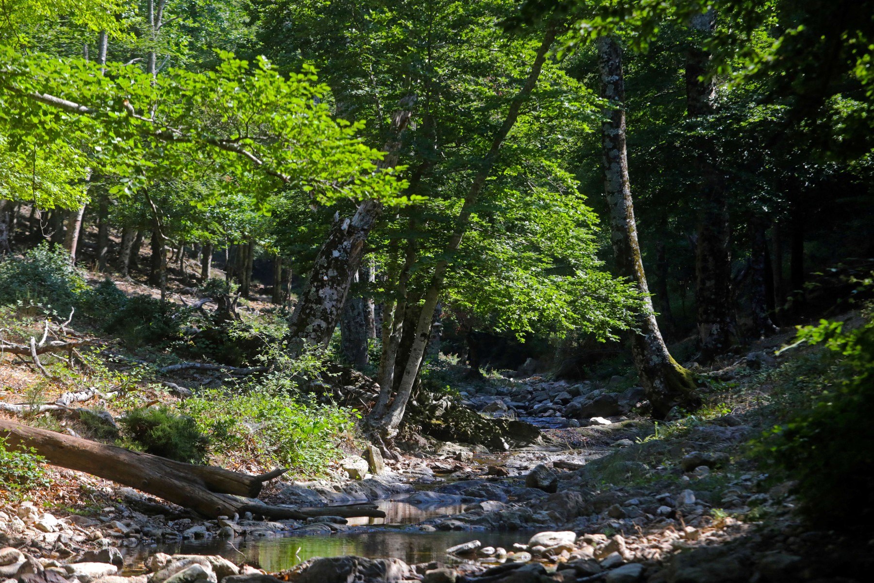 Pesticides: à pied de la Méditerranée à Paris pour défendre la forêt