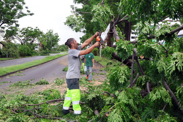 Un employé municipal débarrasse une route de branches d'arbres cassées après le passage du cyclone Belal à Saint-Paul, sur l'île de La Réunion dans l'océan Indien français (Photo, AFP).