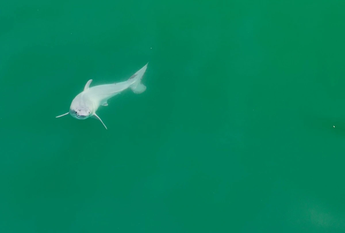 Un grand requin blanc nouveau-né a peut-être été photographié pour la première fois
