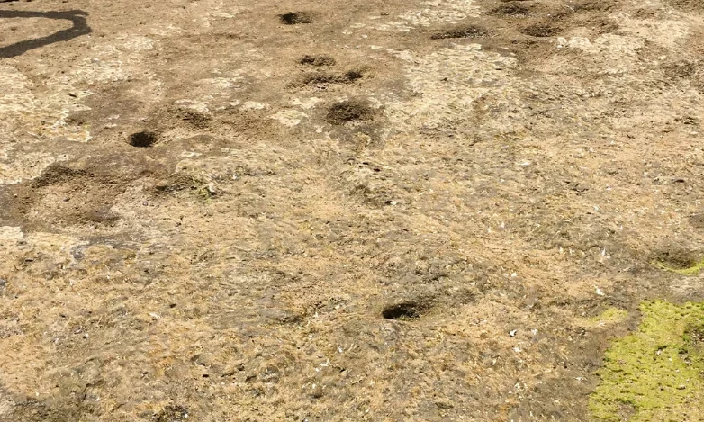 À Larache, découverte des plus anciennes empreintes de pieds humains d’Afrique du Nord et du sud de la Méditerranée