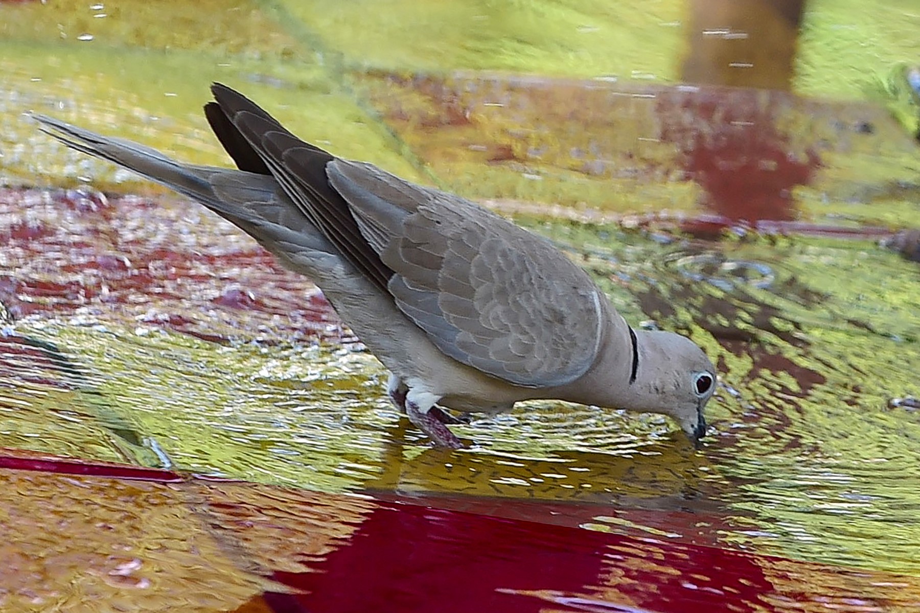En Inde, un pigeon soupçonné d'espionnage libéré après huit mois de détention