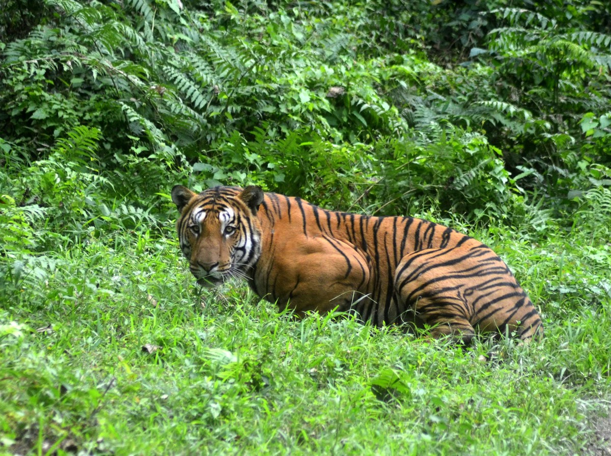Dans l'Himalaya, le tigre prend de plus en plus de hauteur