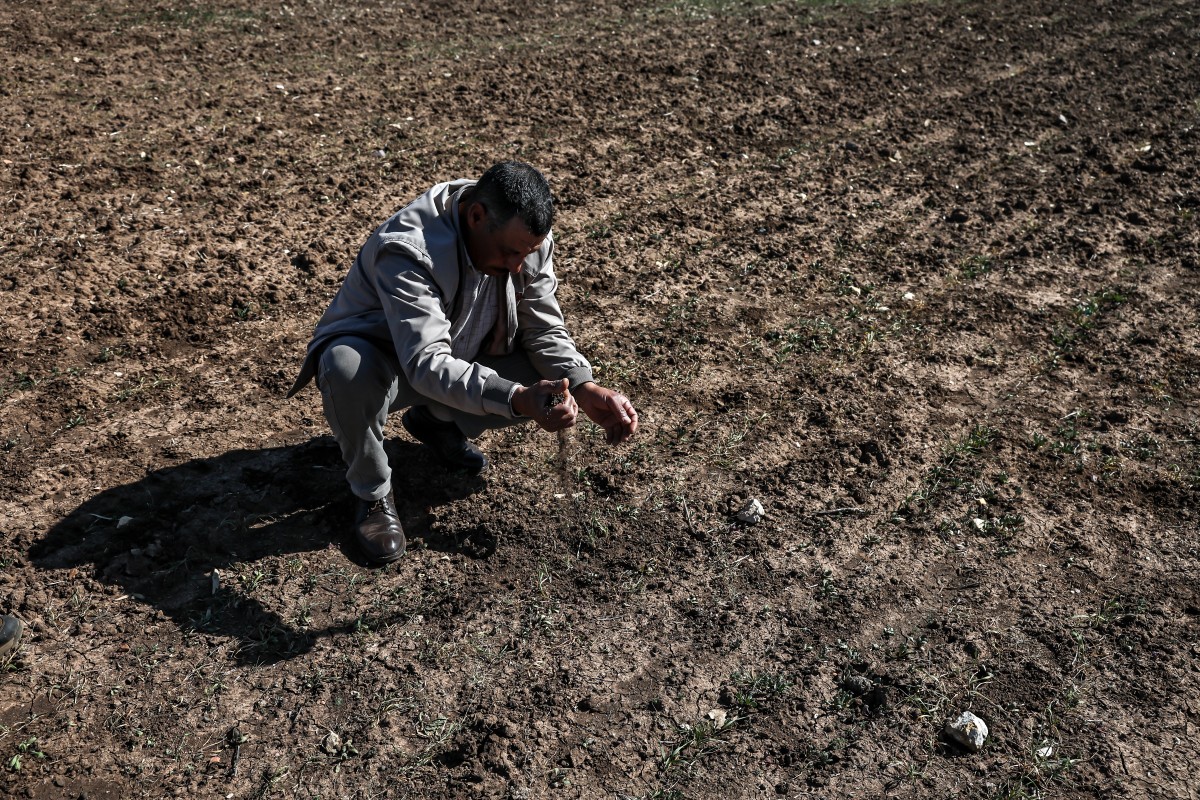 Le 7 février 2024, un agriculteur vérifie son champ de céréales à Berrechid, province marocaine historiquement riche en blé, située à environ 40 kilomètres au sud-est de Casablanca, alors que la sécheresse sévit depuis six années consécutives. (Photo Fadel Senna AFP)