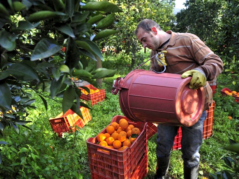 Agrumiculture: L’urgence d’une restructuration de la filière