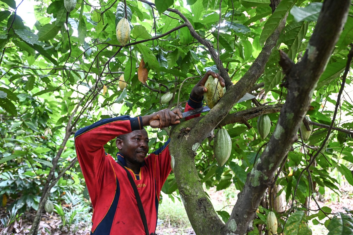 Le cacao à des prix record à cause de récoltes décimées