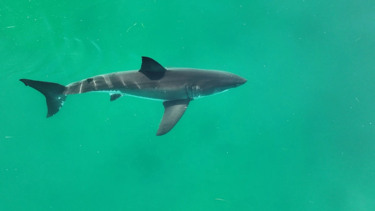 Les attaques de requin ont augmenté dans le monde en 2023, selon un bilan annuel