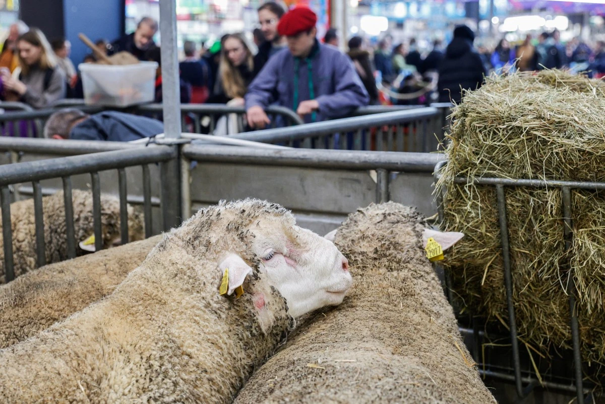 Après le chaos, le Salon de l'agriculture retrouve son air de joyeuse foire