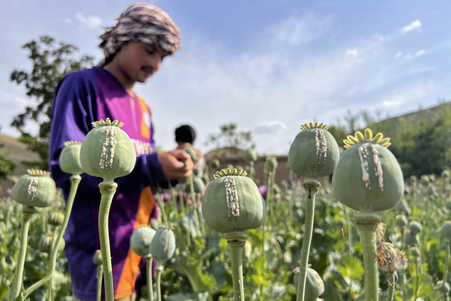 Avec la fin de la culture du pavot en Afghanistan, inquiétude autour des opioïdes de synthèse en France