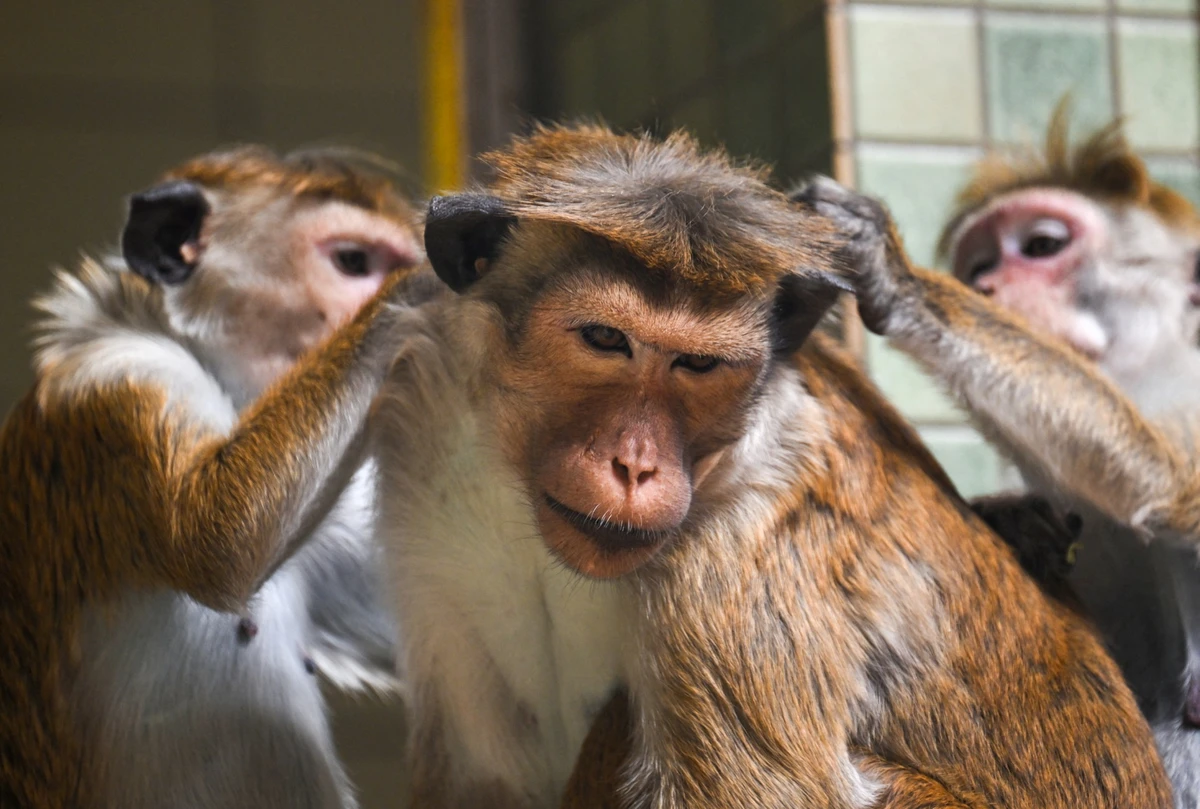 Avec le grand âge les macaques s'isolent socialement, comme les humains