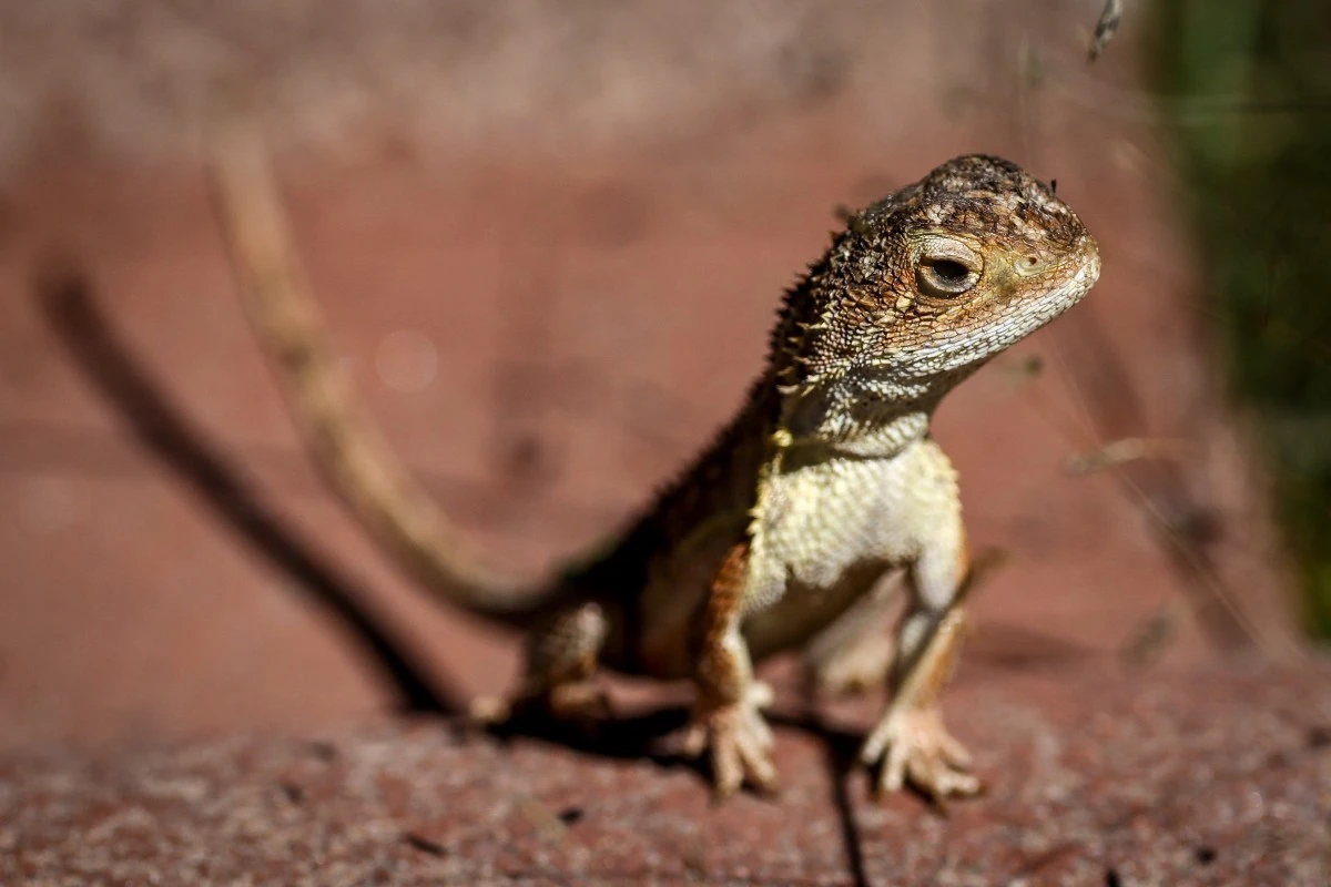 L'Australie tente de sauver ses derniers «dragons sans oreilles»
