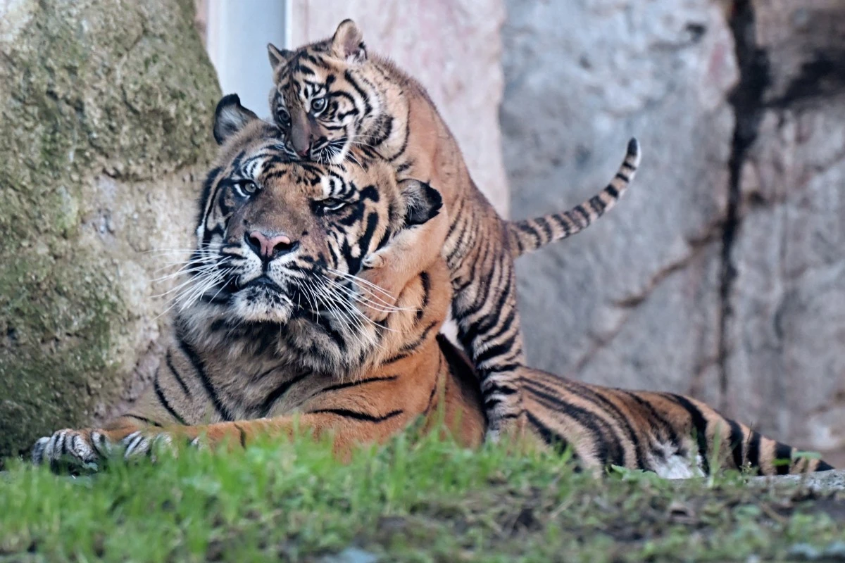 Kala, rare petite tigresse de Sumatra, vole la vedette au zoo de Rome