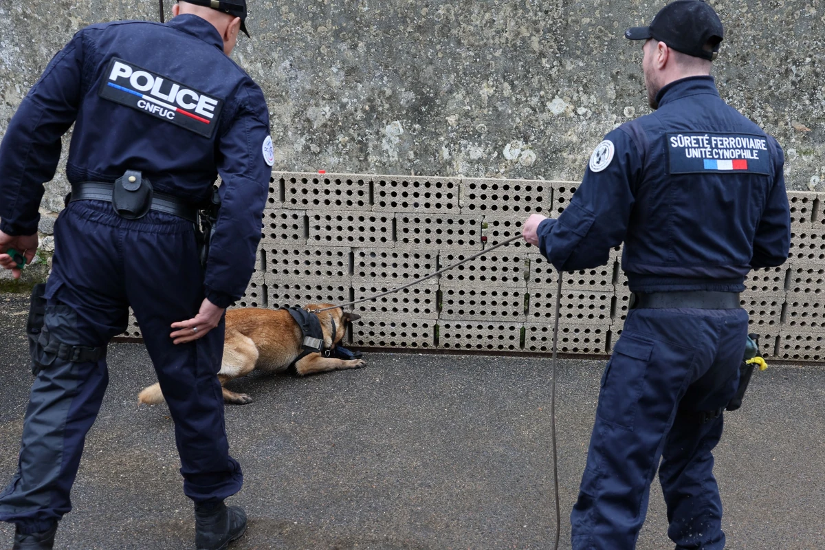 Les chiens renifleurs, une ressource convoitée avant les JO de Paris