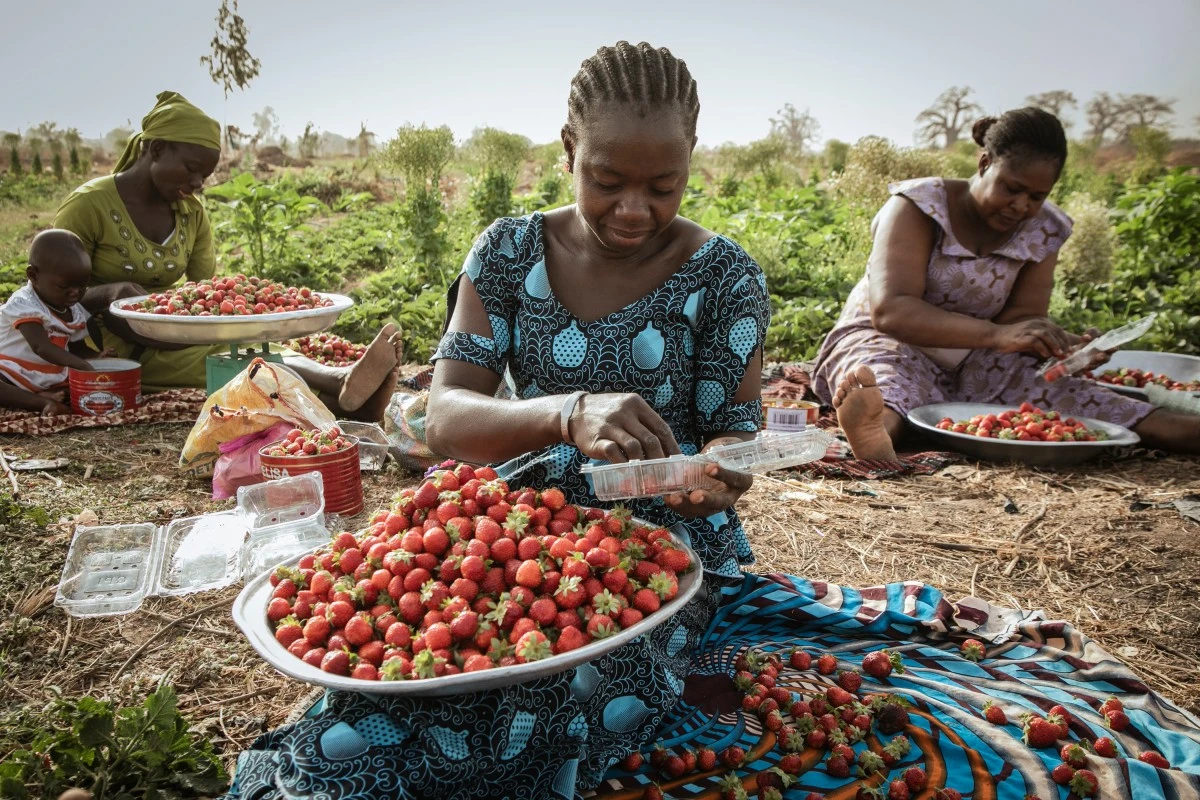 Des agriculteurs trient les fraises avant de les vendre sur les marchés de Ouagadougou, le 28 mars 2024. (Photo Fanny Noaro-Kabré AFP)