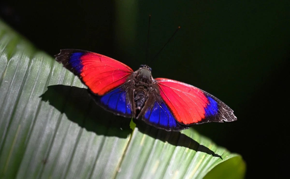Les papillons d'Equateur : joyaux ailés et thermomètres du changement climatique