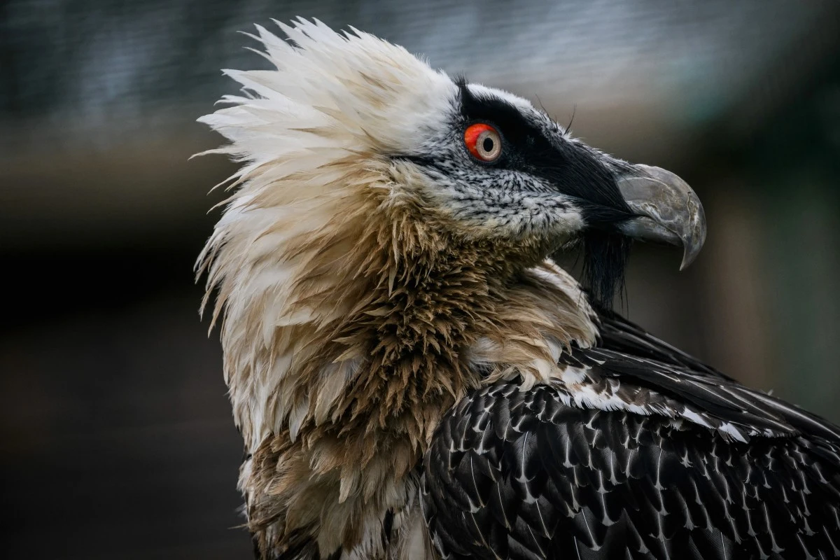Quasi-oublié, le plus grand aigle d'Europe lutte pour sa survie