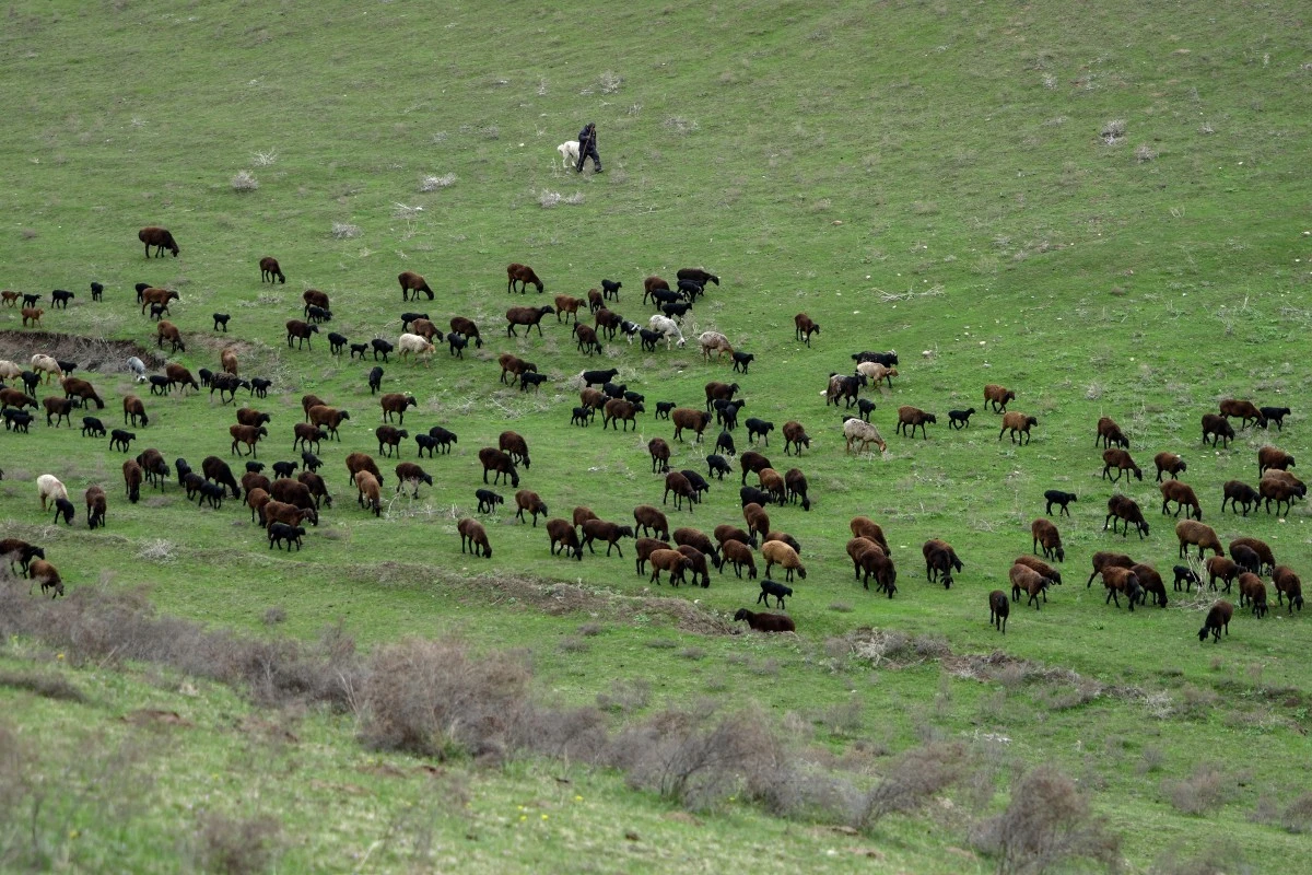 Le mouton géant du Tadjikistan, allié de l'environnement