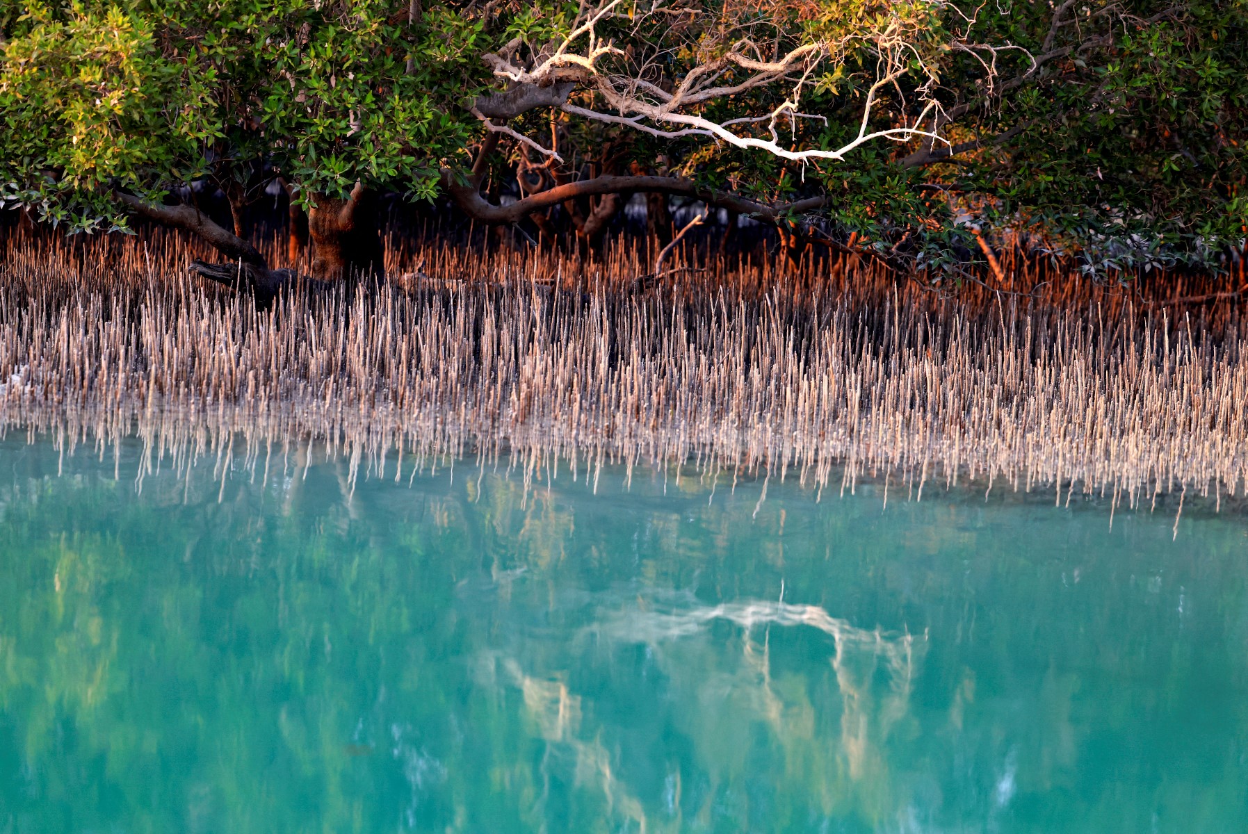 La moitié des écosystèmes de mangrove risquent de s'effondrer
