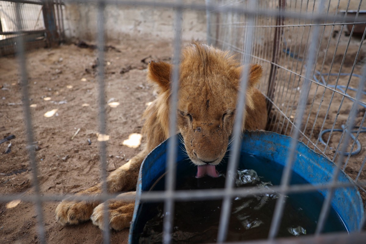 Un gardien s'occupe des animaux du zoo de Rafah après leur évacuation vers un site à Khan Yunis dans la bande de Gaza, le 22 mai 2024, dans le cadre du conflit entre Israël et le groupe palestinien Hamas. (Photo Eyad Baba AFP)