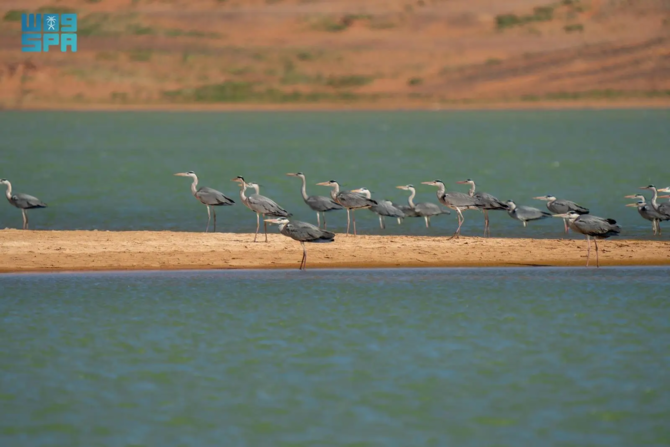 Une réserve naturelle saoudienne devient le «premier site majeur de biodiversité» du Royaume