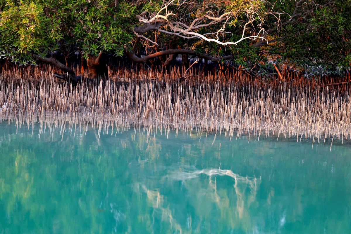 La moitié des écosystèmes de mangrove risquent de s'effondrer