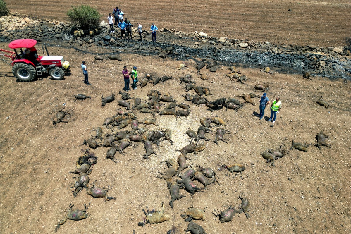 Une vue aérienne montre plusieurs dizaines d'animaux morts sur le sol dans le village de Koksalan à la suite d'un incendie de forêt dans la province de Diyarbakir le 21 juin 2024. Un gigantesque incendie de forêt qui a balayé plusieurs villages dans le sud-est de la Turquie, principalement kurde, a tué 11 personnes cette nuit, selon les autorités. Des centaines d'animaux ont également péri dans le brasier qui a parcouru le paysage sec, projetant des flammes dans le ciel nocturne. (Photo de Mahmut Bozarslan AFP)