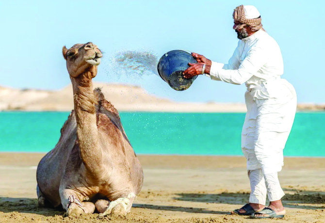 Classée par l'UNESCO, la tradition orale de l'Alheda'a reflète le lien durable entre les Arabes et les chameaux.