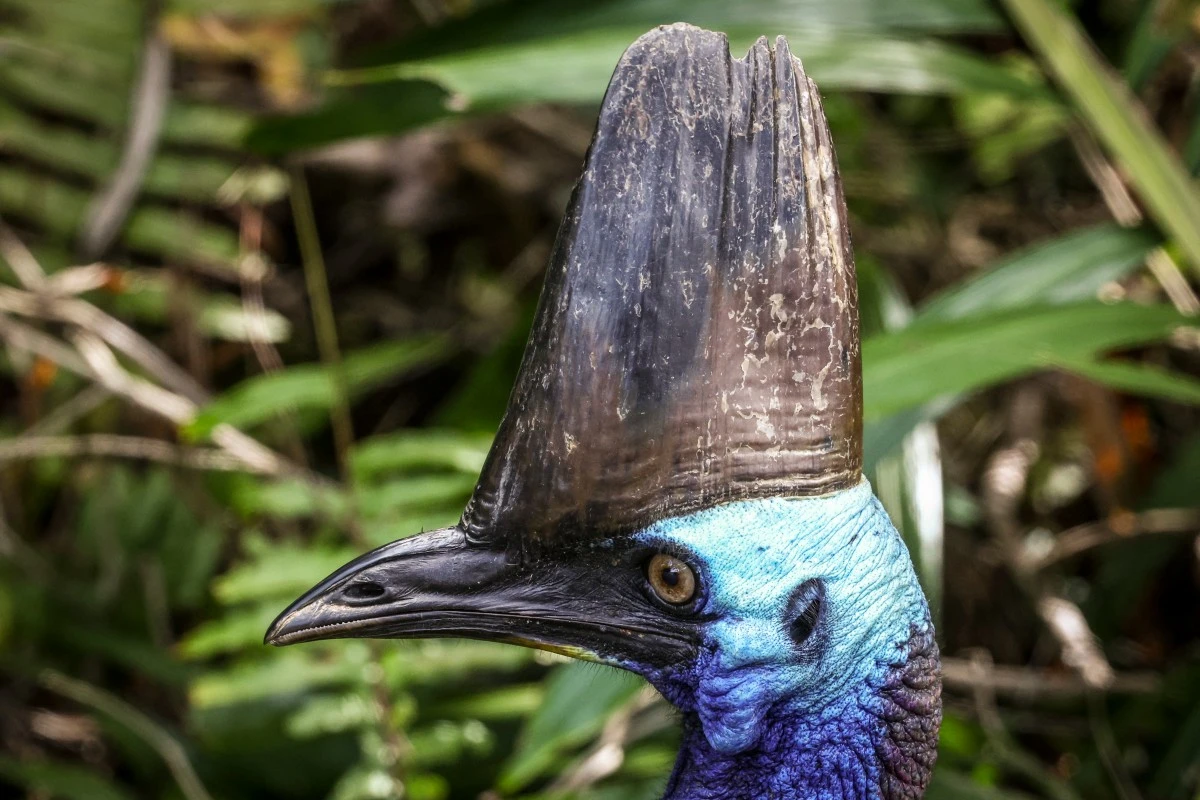 En Australie, un redoutable oiseau «dinosaure» menacé d'extinction