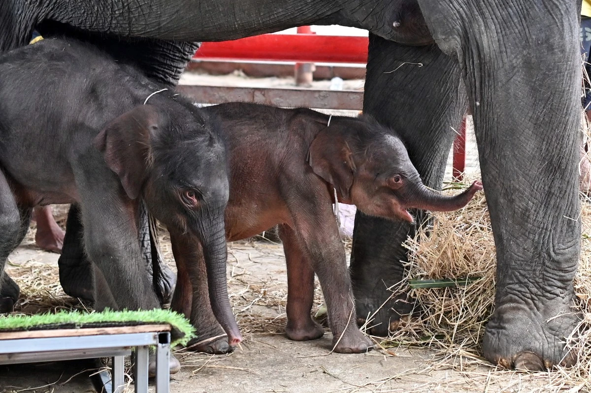 Thaïlande: rare naissance d'éléphants jumeaux