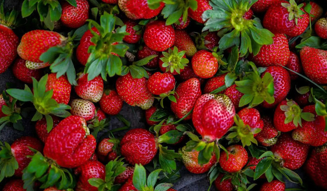 La cueillette de fraises à Taïf… une douce évasion estivale