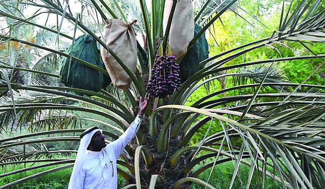 NEOM-KAUST signent un partenariat pour lutter contre les insectes menaçant les 36 millions de palmiers d’Arabie saoudite