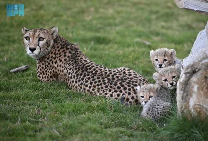 Le Centre saoudien de protection de la nature célèbre une avancée dans la conservation du guépard