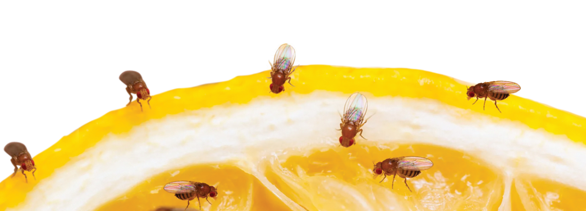 Les agriculteurs saoudiens conservent les dattes à l’aide d’une technique appelée « gainage », qui consiste à couvrir les fruits pour les protéger des ravageurs, des conditions météorologiques et d’autres formes de contamination. (Une photo)