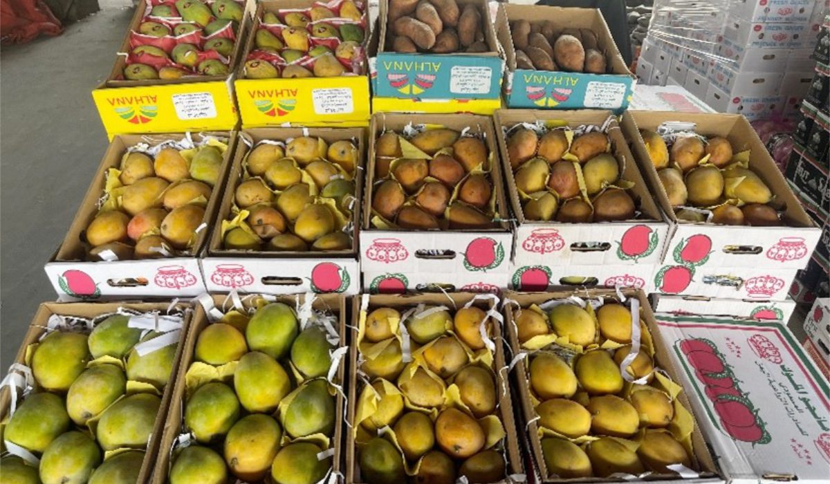 Les agriculteurs saoudiens conservent les dattes à l’aide d’une technique appelée « gainage », qui consiste à couvrir les fruits pour les protéger des ravageurs, des conditions météorologiques et d’autres formes de contamination. (Photo AN)