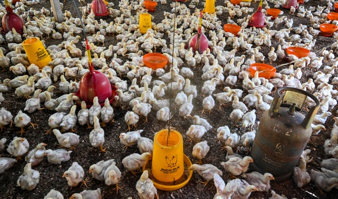 Un second foyer de grippe aviaire détecté en France