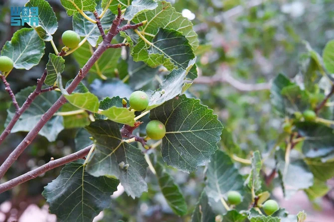 L’Arabie saoudite autosuffisante en production de figues, selon le ministère de l’agriculture