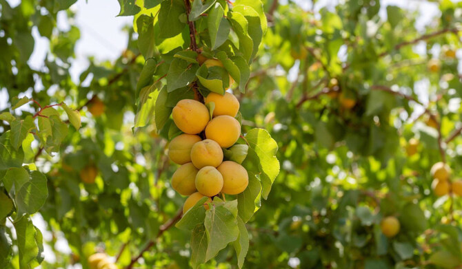 Al-Jouf: une fusion fructueuse entre la production locale et mondiale de fruits
