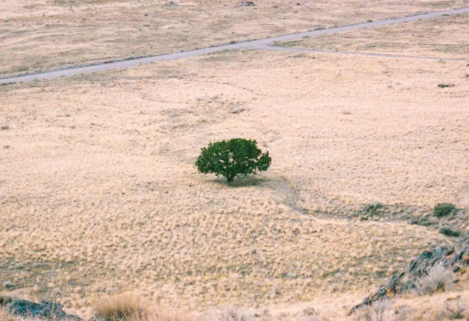 UNCCD COP16: l'Arabie Saoudite annonce une zone verte pour lutter contre la dégradation des sols
