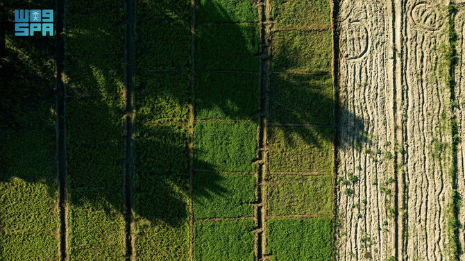 Les anciennes pratiques de l'agriculture biologique à Taif alimentent l'industrie de l'alimentation animale