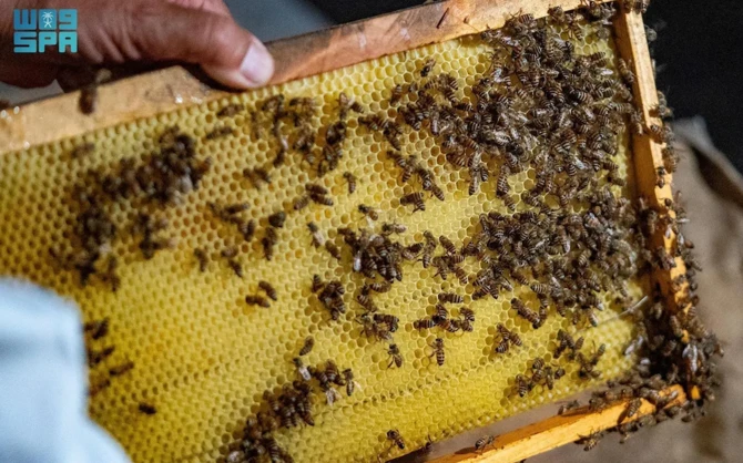 Taïf: Un paradis pour les abeilles au cœur de la flore sauvage
