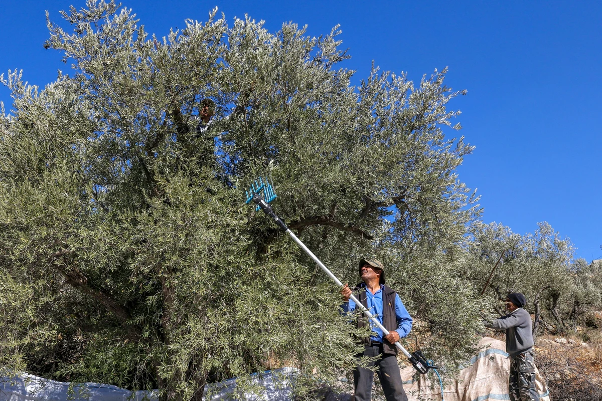 Au Liban, la cueillette des olives sous les avions de chasse
