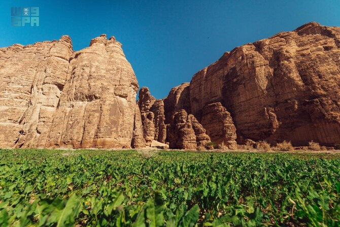 Les membres de la communauté d'AlUla plantent 500 000 arbres et arbustes dans la réserve naturelle de Sharaan