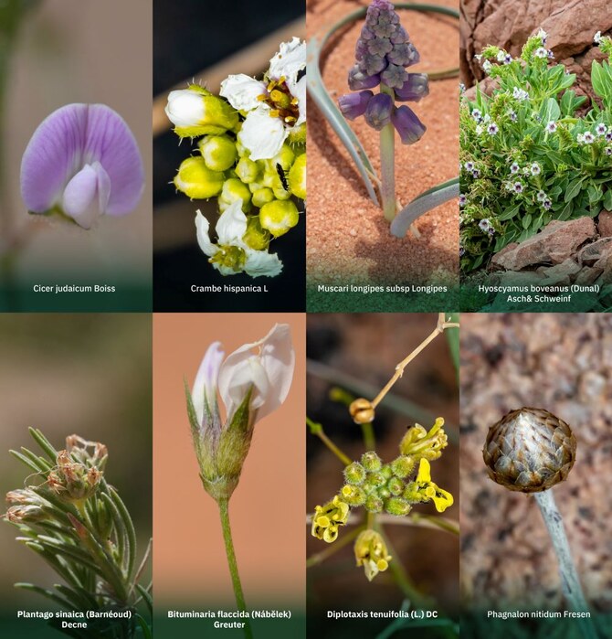 Huit nouvelles espèces de plantes indigènes ont été découvertes en Arabie saoudite