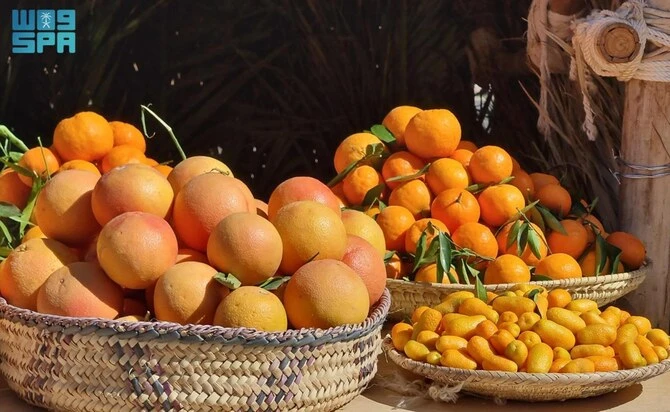 AlUla célèbre la récolte des agrumes durant la Saison des agrumes 2025