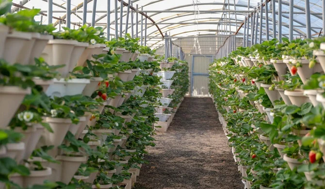 Les fermes de baies dans la région de Qassim révolutionnent l'agriculture saoudienne